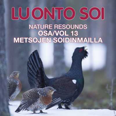 Luonto soi vol. 13 / Metsojen soidinmailla / Finnish Nature Resounds / In the Courtship Arena of the Western Capercaillie